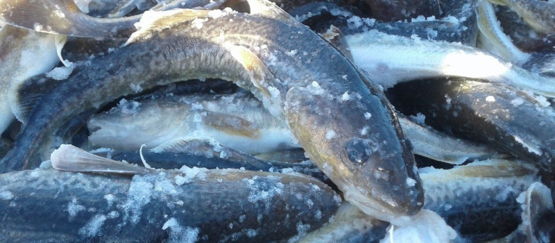    Министерство сельского и рыбного хозяйства Карелии