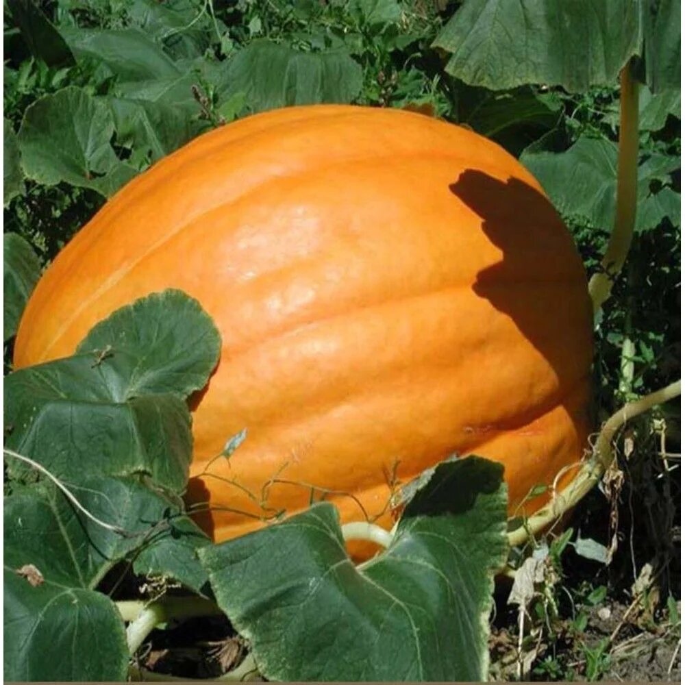 Тыква Атлант: первый шаг к рекордным размерам