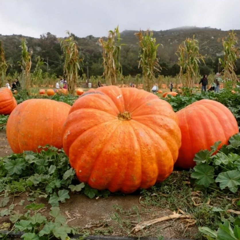 Тыква Стофунтовая: проверенный долгожитель огорода
