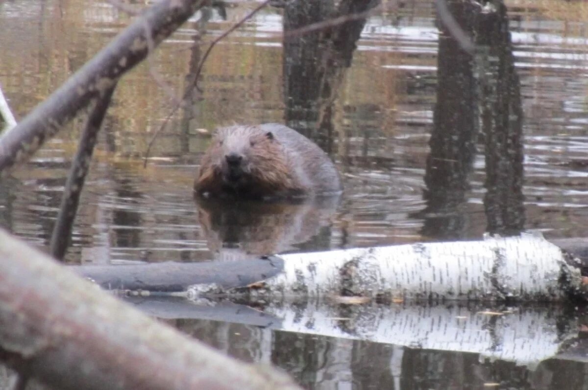    Петербуржцев просят не кормить бобра на Черной речке