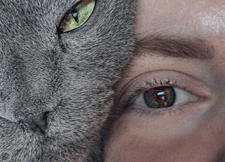 Мир глазами кошки: почему ваш питомец видит вас совсем не так, как вы думаете