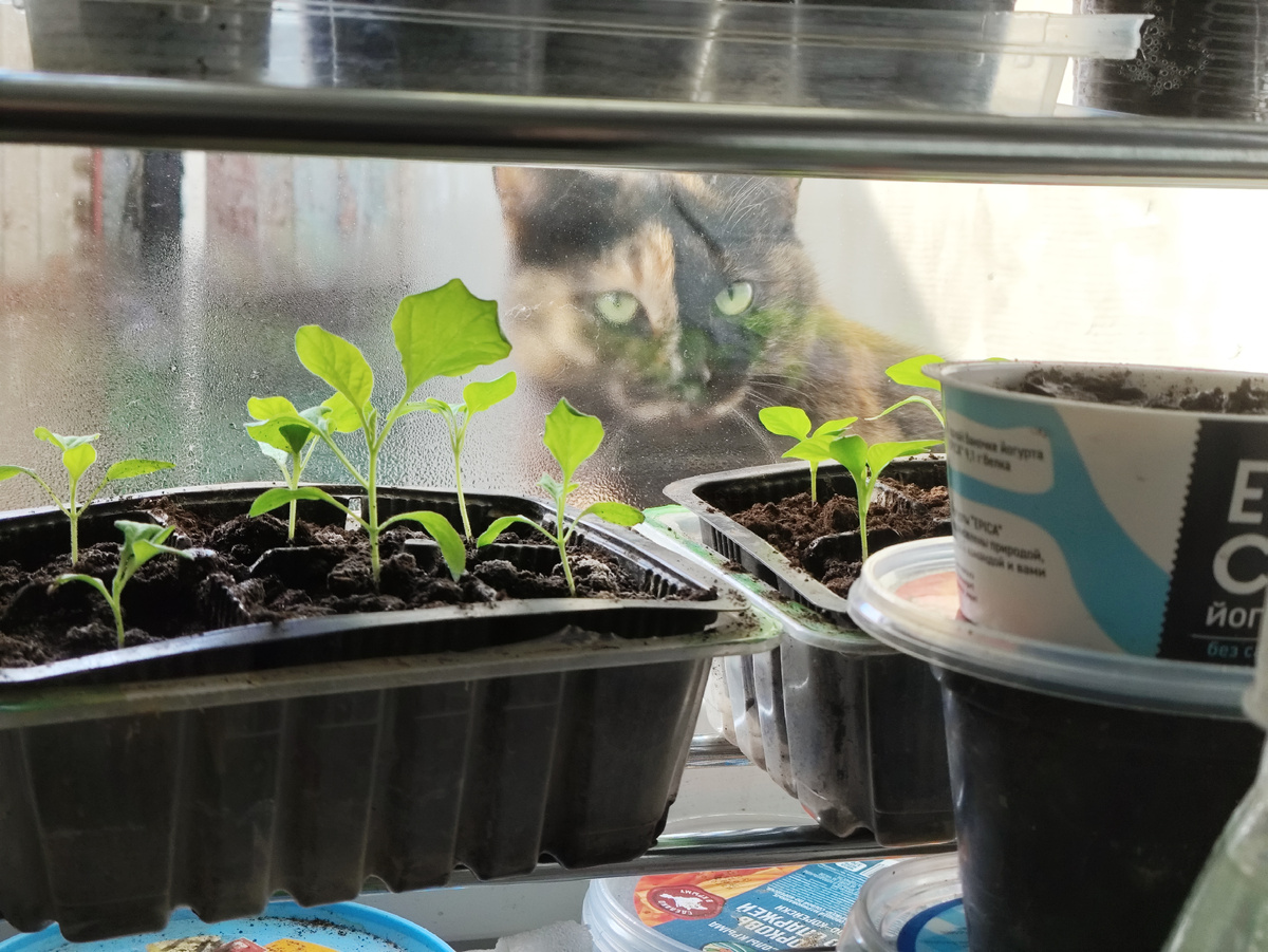 Чё это вы там делаете, а?