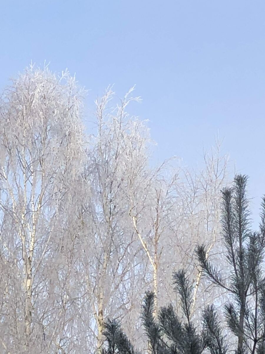 Фото с прогулки.