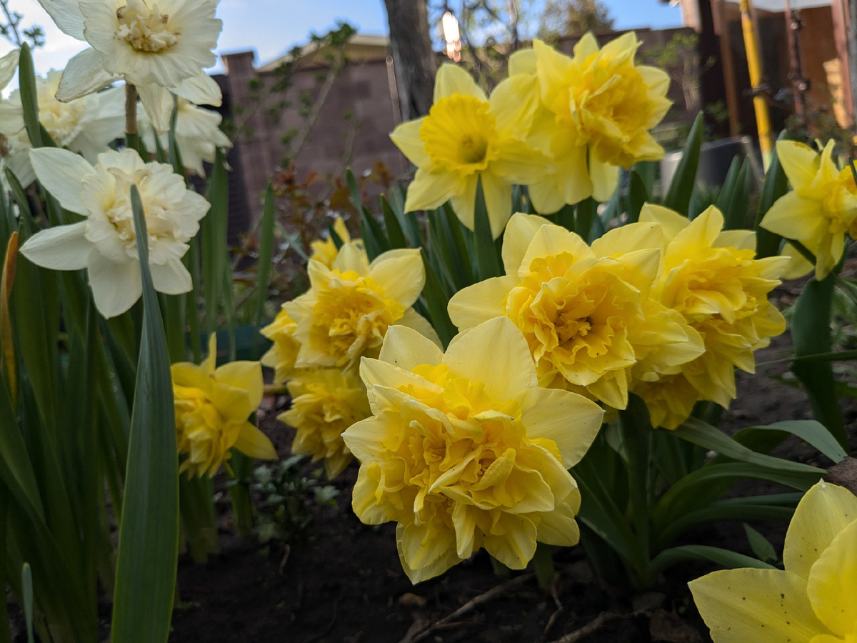 Нарциссы, рассаженные на шестой год после первой посадки, действительно стали цвести лучше. Но я снова шесть лет их теперь трогать не буду