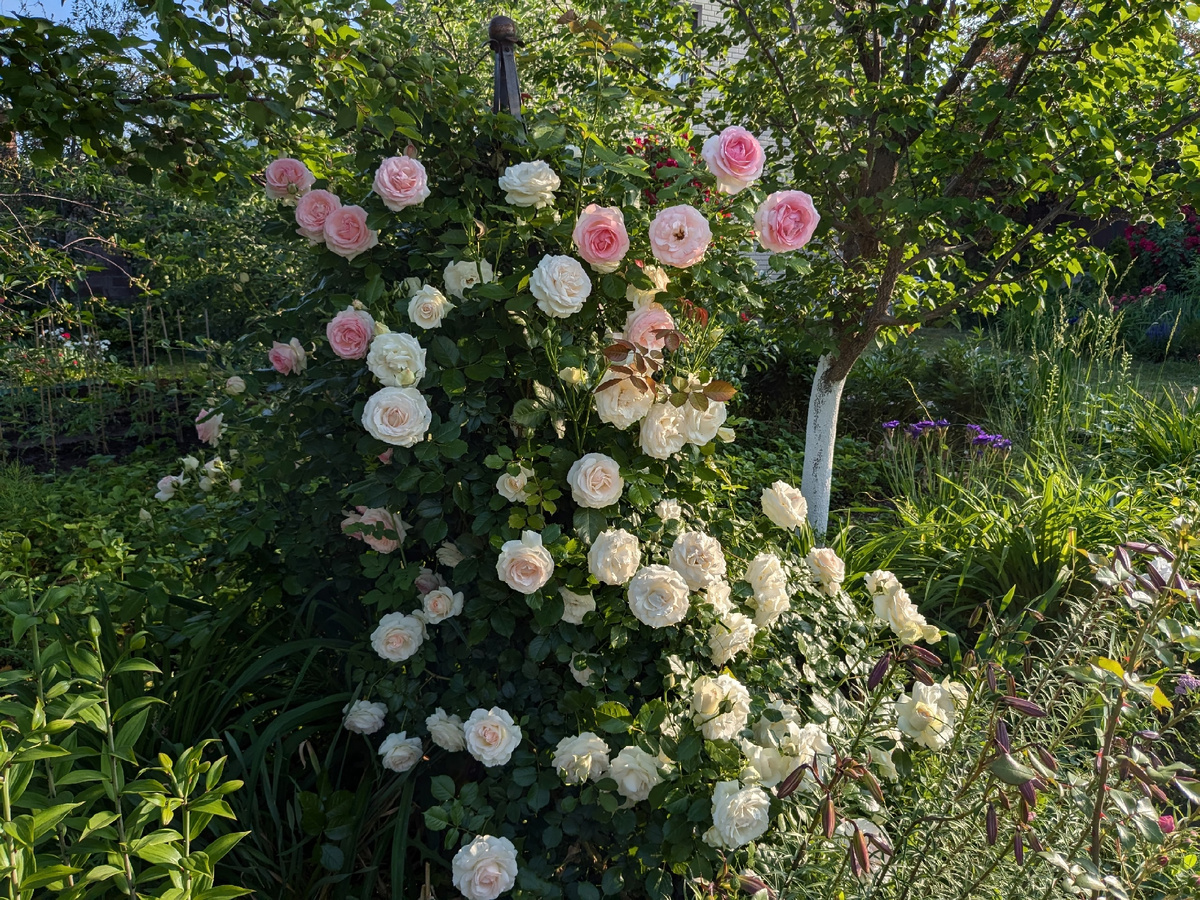 Pierre de Ronsard на обелиске двухметровой высоты