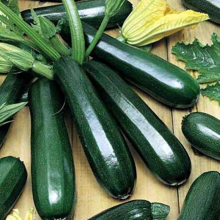 Цукини Черный красавец: эстетика вкуса и плотность до весны