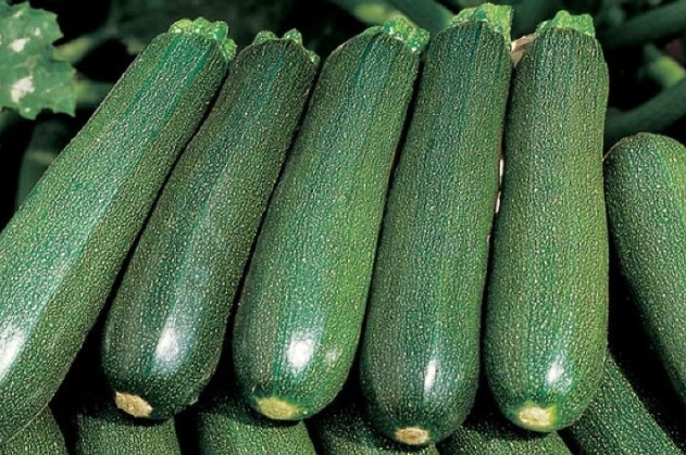 Цукини Цукеша: универсальный фаворит консервации