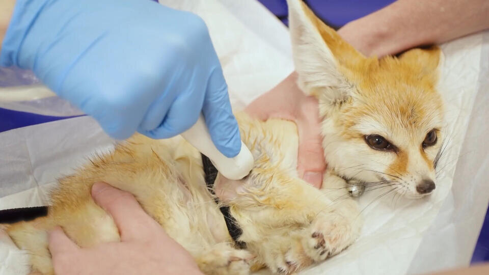 ФОТО: Кадр из программы "Знаете ли вы, что?", РЕН ТВ