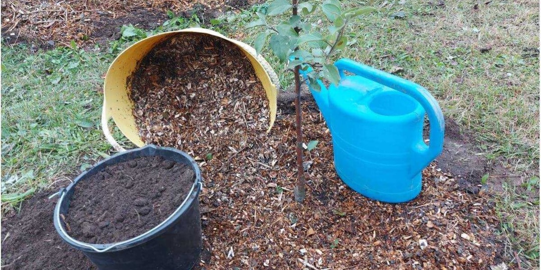 Весной приствольные круги очищают от мусора, рыхлят или неглубоко перекапывают, а затем мульчируют