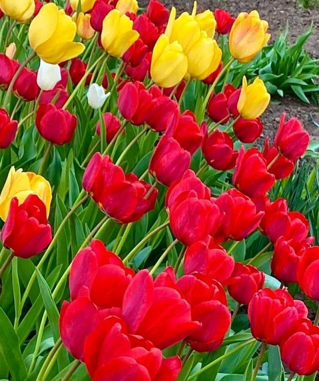    фото Людмила Сахарчук Веселовские вести