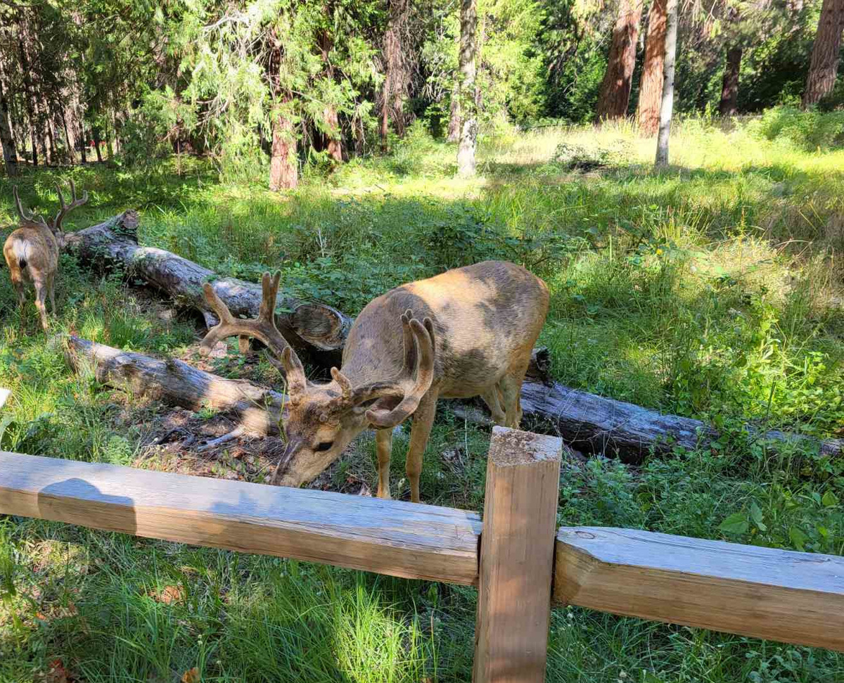 Олени пасутся прямо возле туристического центра