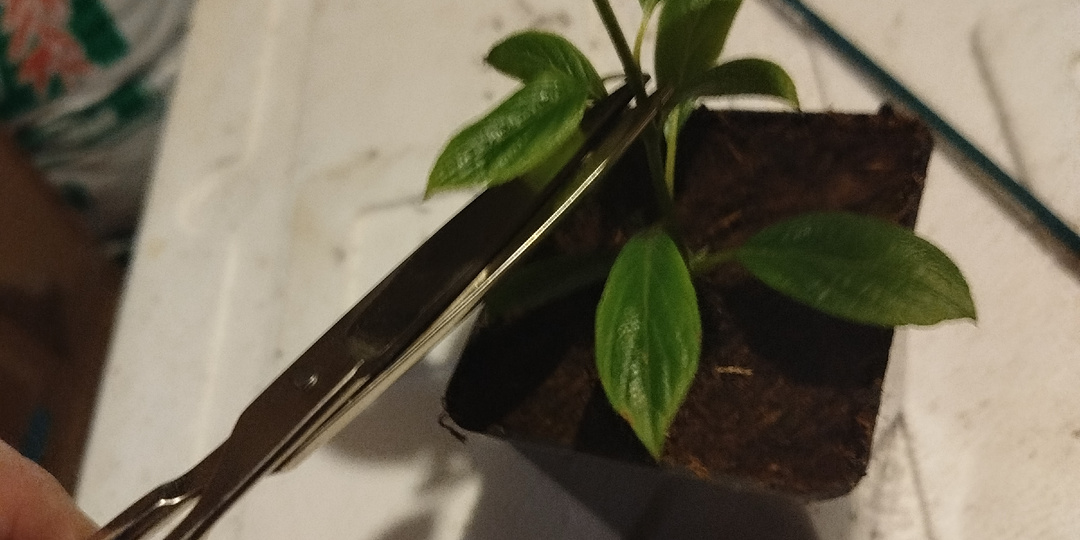 Повторное черенкование метельчатых гортензий.