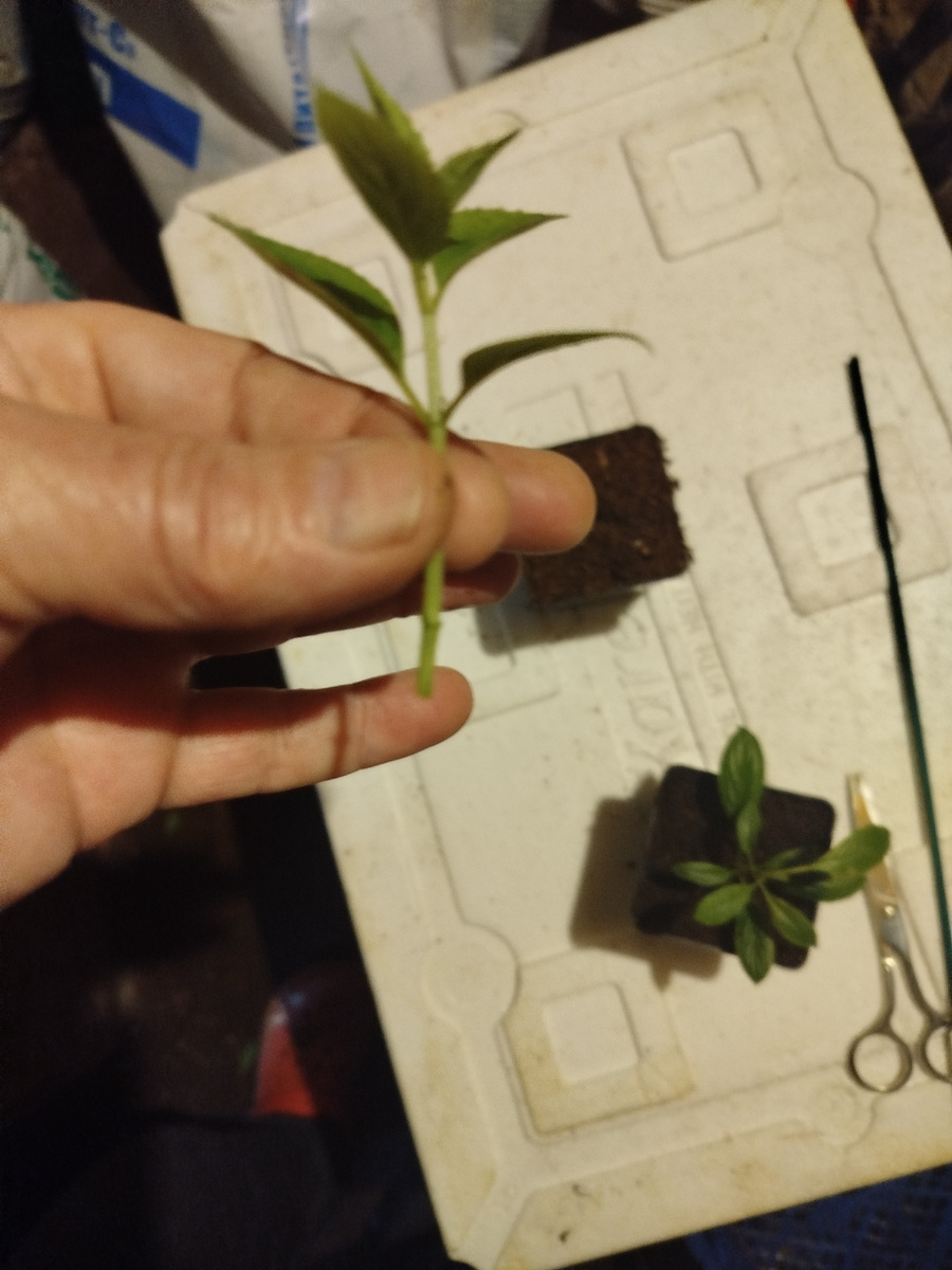 Пору листьев убрали.