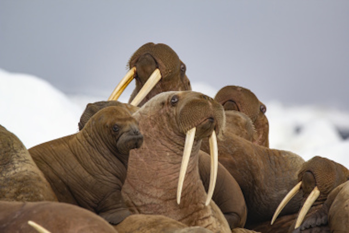    Фото: правительство Чукотского АО, источник: chaogov.ru