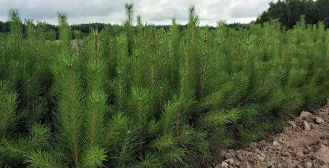    Фото: Рослесхоз