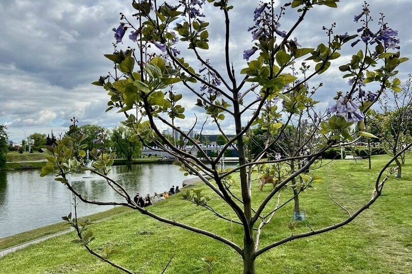 Цветение Павловнии в средней полосе