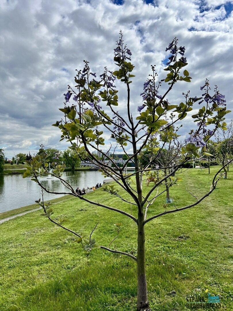 Павловния у Нижнего озера в Калининграде