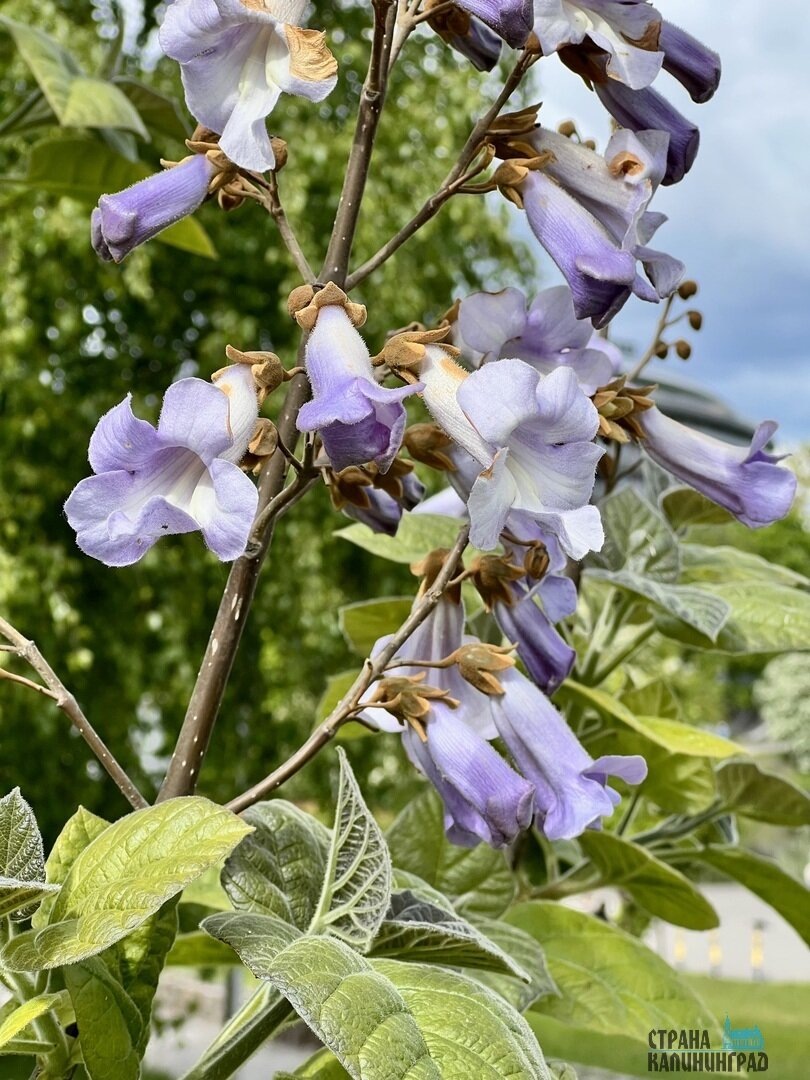 Павловния у Нижнего озера в Калининграде