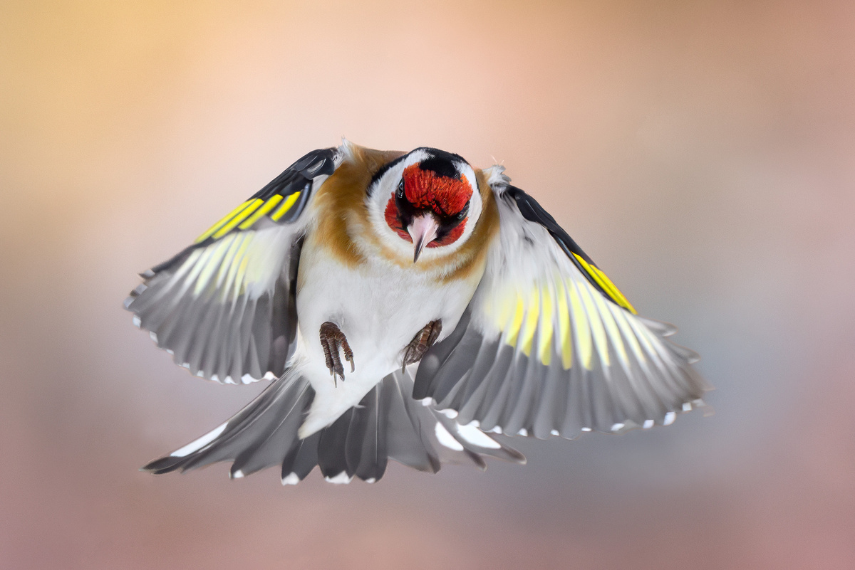 Наконец-то весна! (Танец щегла)