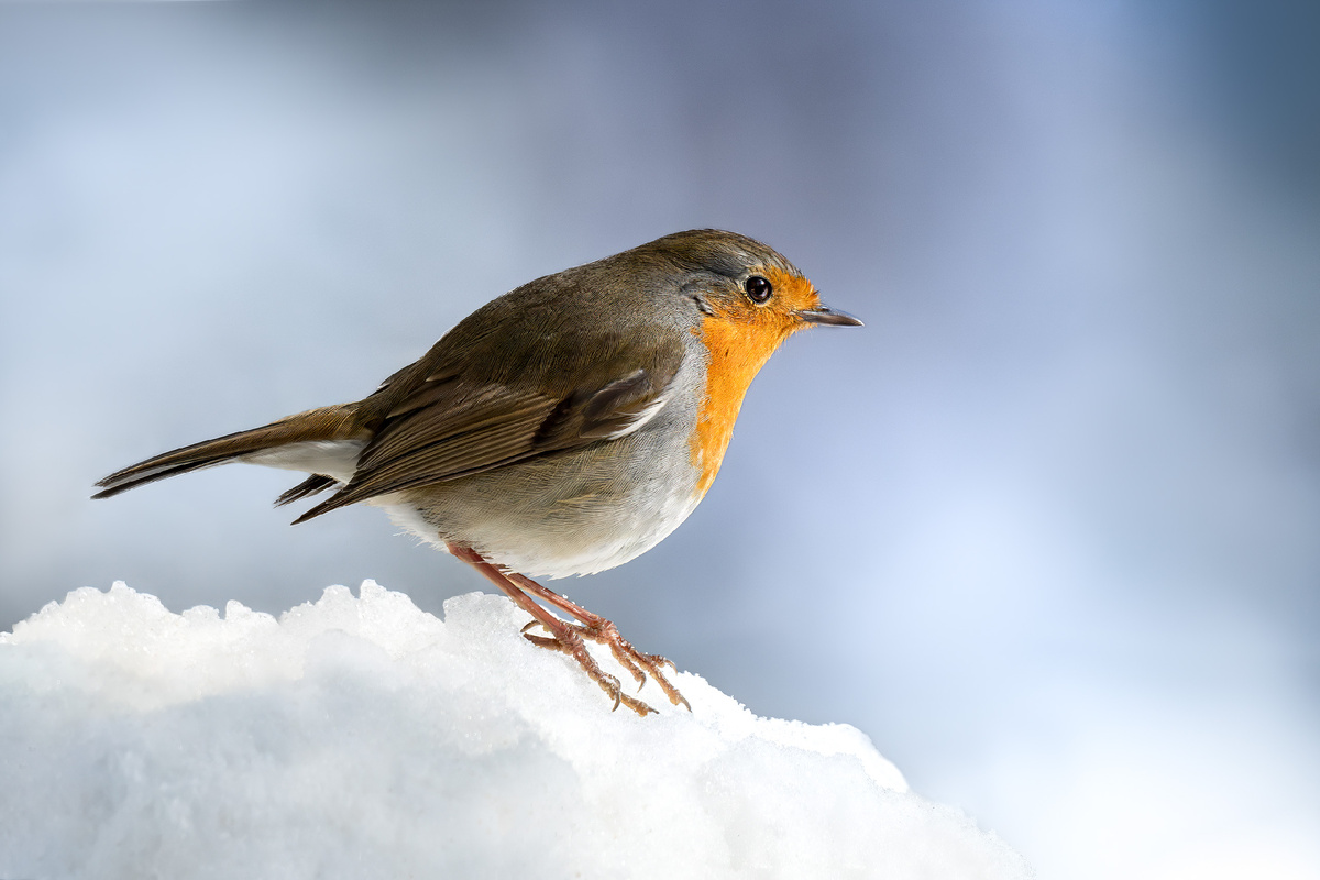 Успешно перезимовавшая зарянка