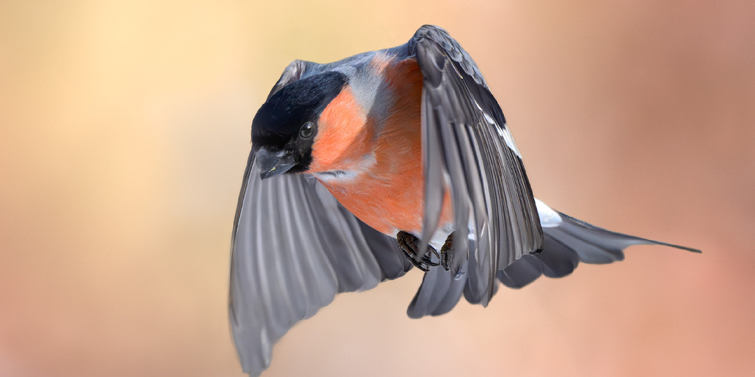 Добавить яркость - весна идёт! Фотографии птиц из Измайловского лесопарка. Снегири и их друзья.