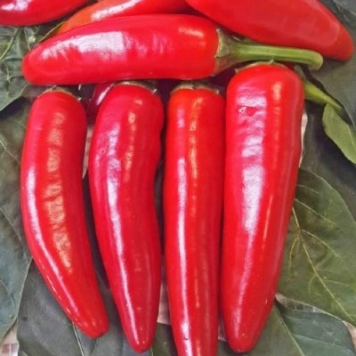 Перец Красный толстяк: насыщенность и универсальность