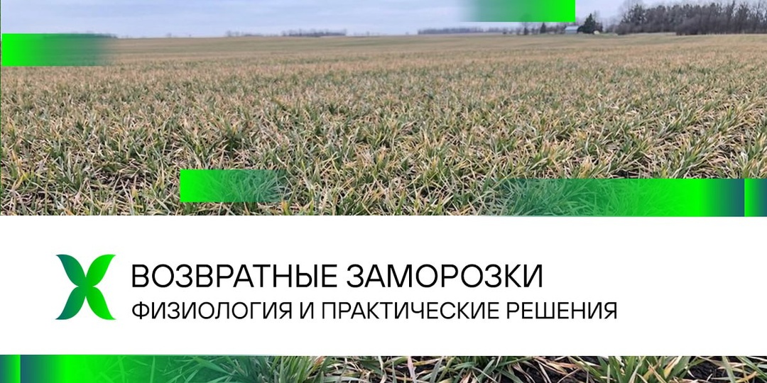 ВОЗВРАТНЫЕ ЗАМОРОЗКИ НА ПШЕНИЦЕ. ФИЗИОЛОГИЯ И ПРАКТИЧЕСКИЕ РЕШЕНИЯ
