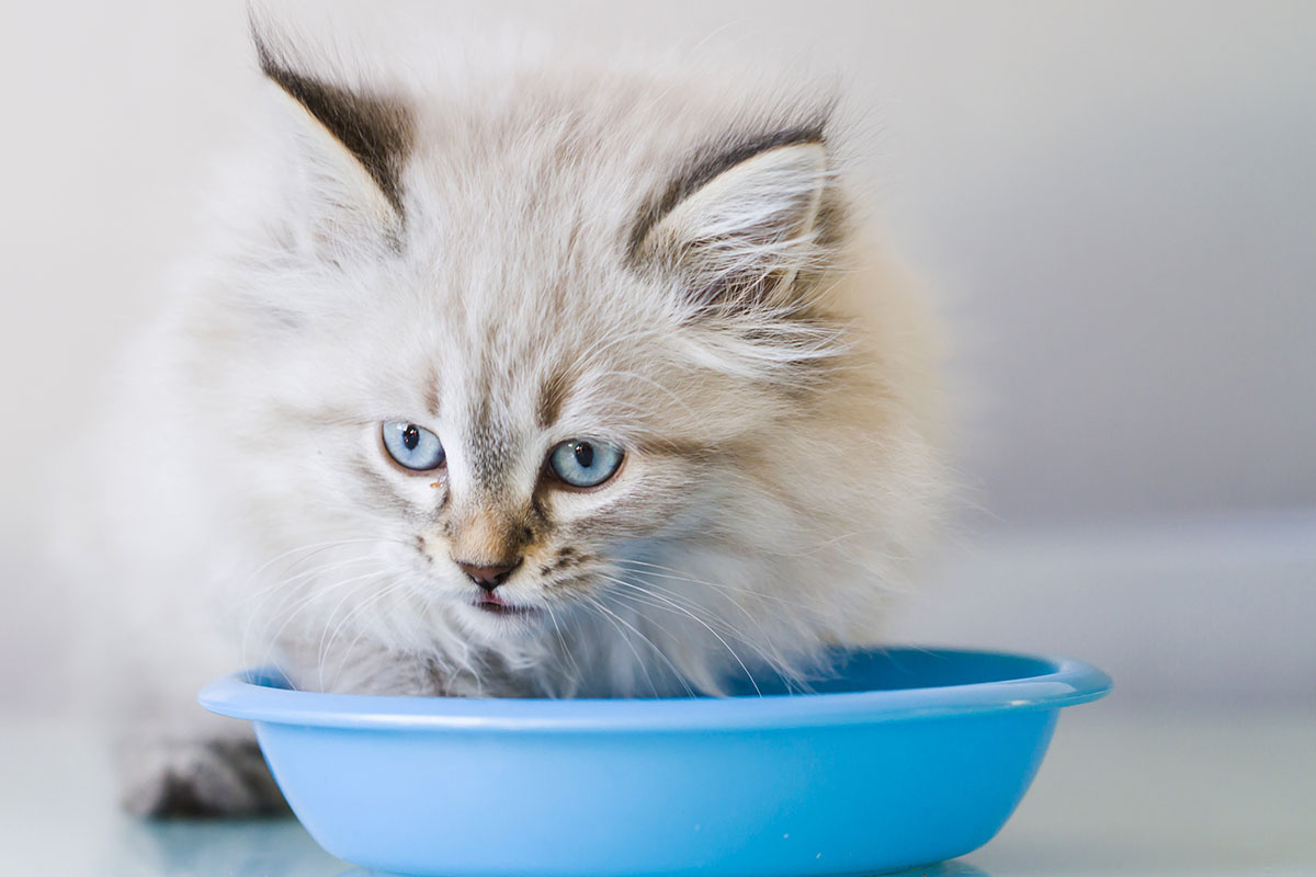 Massimo Cattaneo / Shutterstock / FOTODOM📷Невская маскарадная