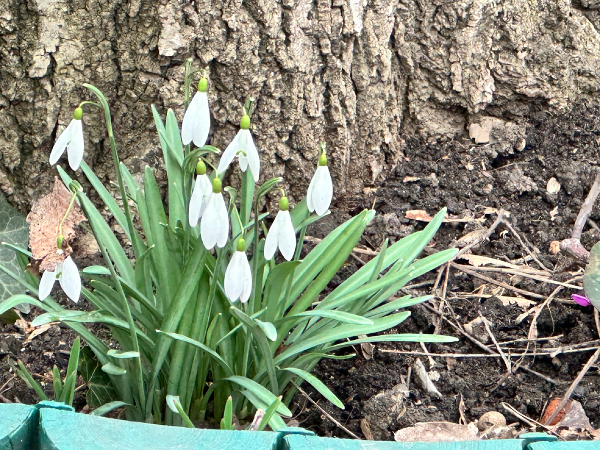 Подснежники.