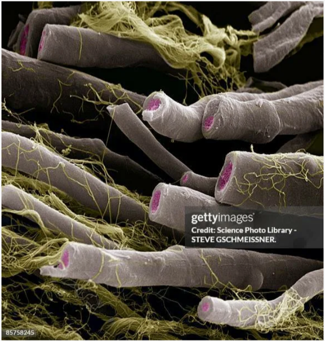 Яндекс.Картинки