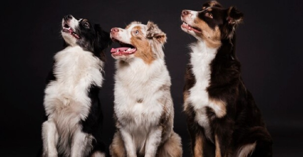 В России домашние животные массово впадают в глубокую депрессию