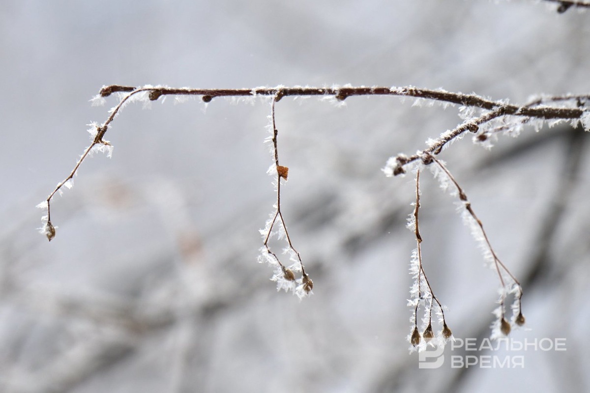   Динар Фатыхов / realnoevremya.ru