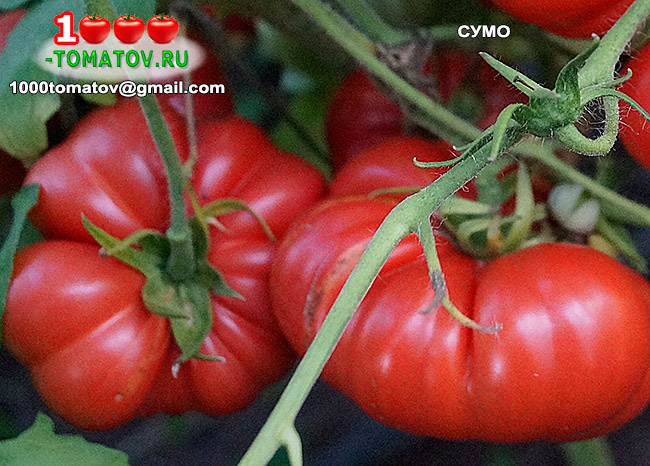 ТОМАТЫ – КРУПНОПЛОДНЫЕ, СУПЕР УРОЖАЙНЫЕ СОРТА ч 11