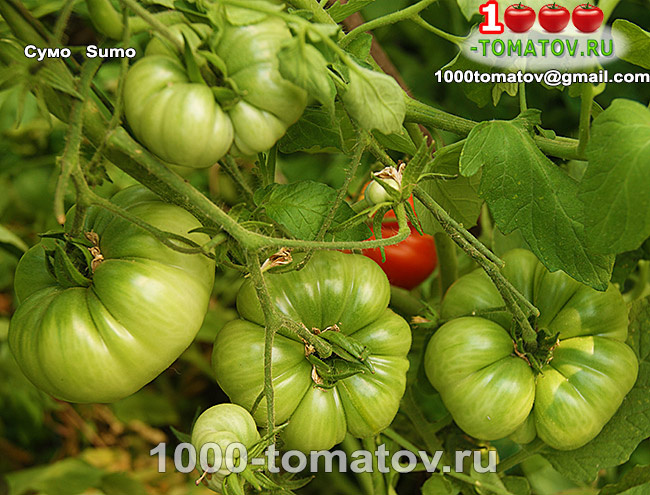 Томат Сумо  Sumo фото 2