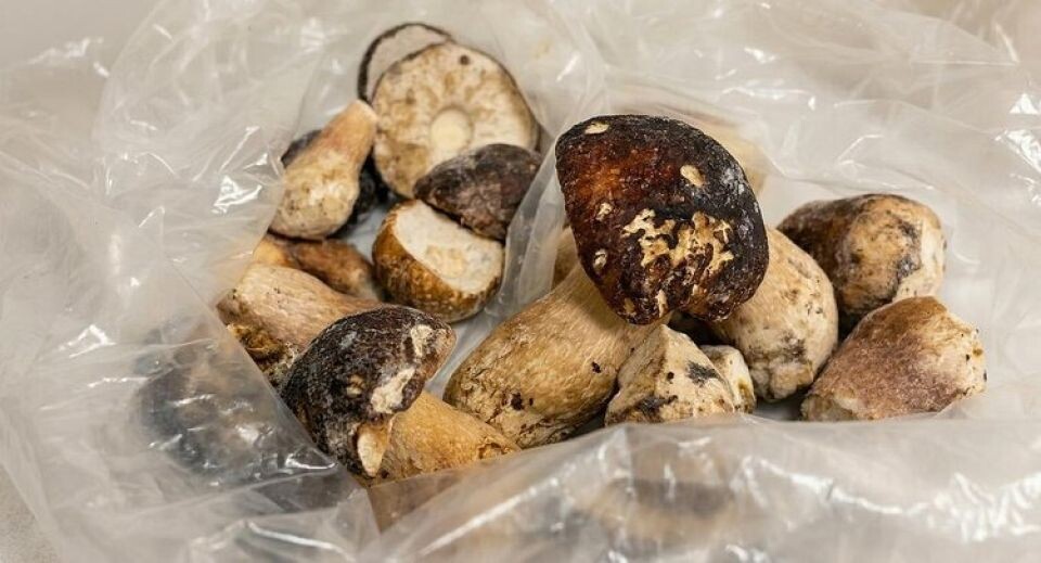    Грибы. Источник: ФГБУ ЦОК АПК