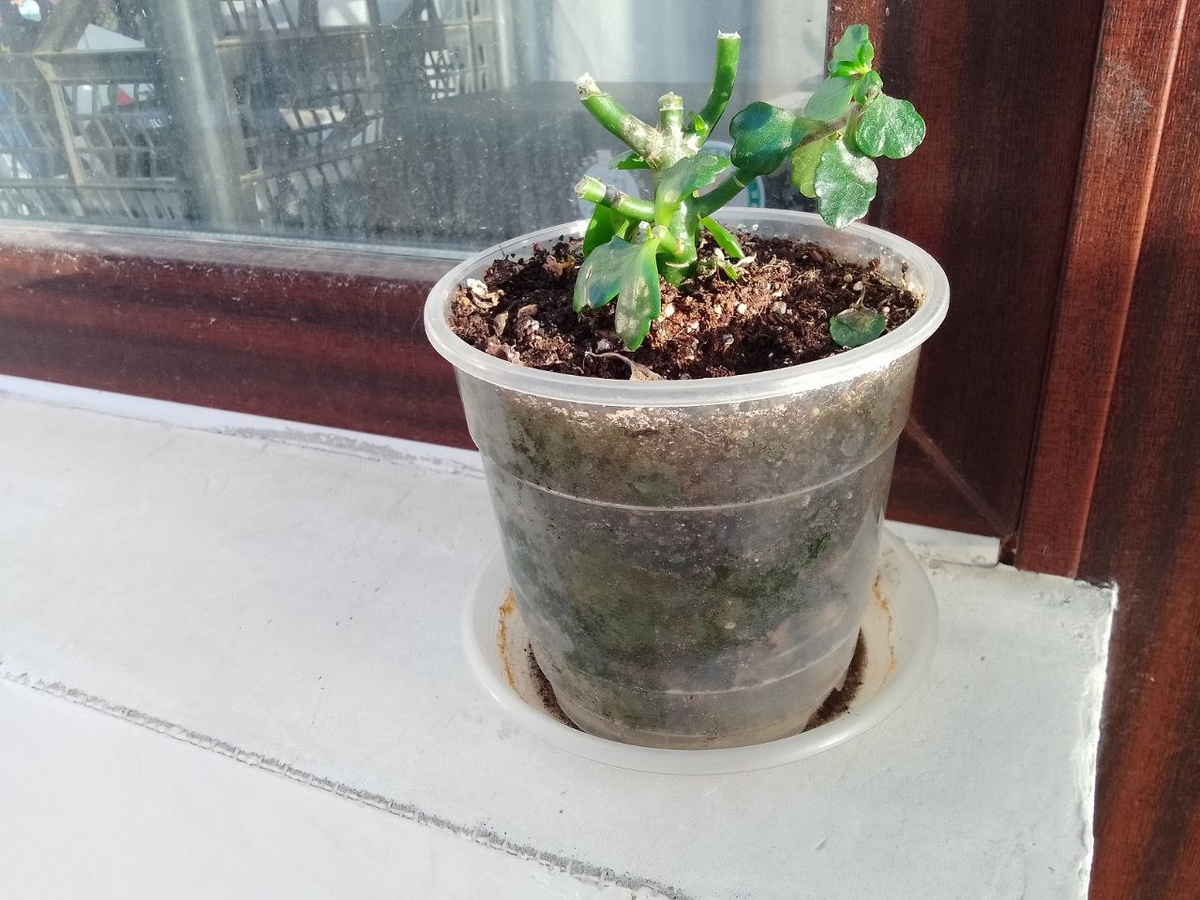 Бедненький мой цветочек