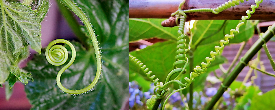 Огуречные усы: чем не пружина?