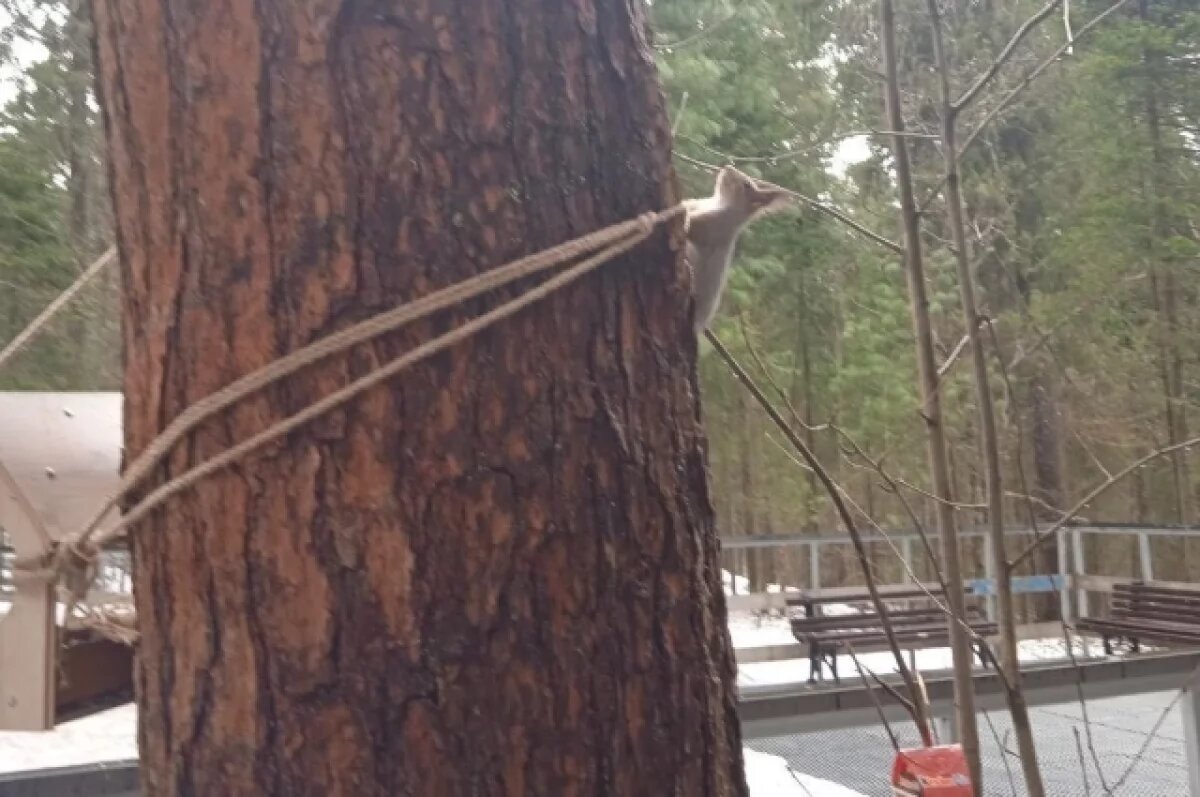    В Югре в музее «Торум Маа» появились гиды – белка Фрося, бурундук Валера