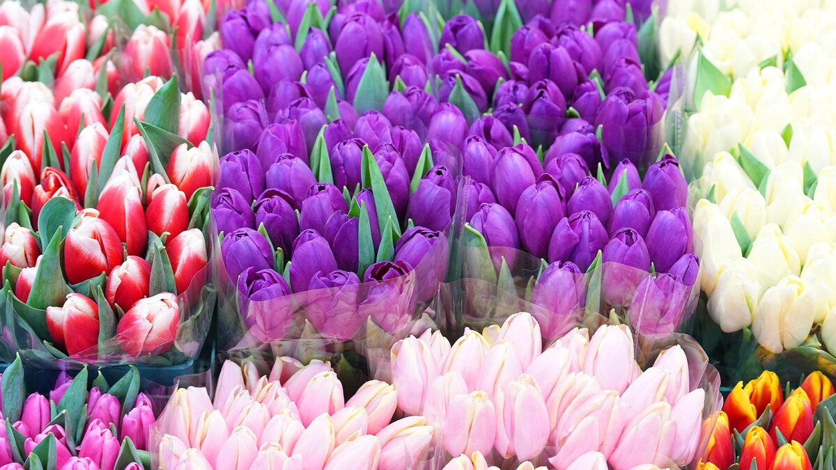    Фото: ИЗВЕСТИЯ/Эдуард Корниенко