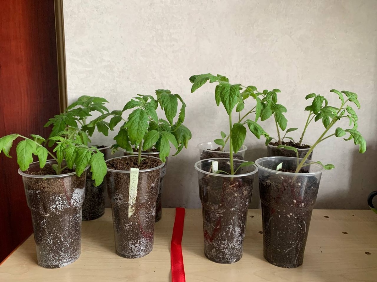 Слева рассада, посеянная 31 января, первоначально в 200 мл, справа – посеянная 4 февраля сразу в 500 мл. Разница налицо. И не в пользу 500 мл. Фото автора 