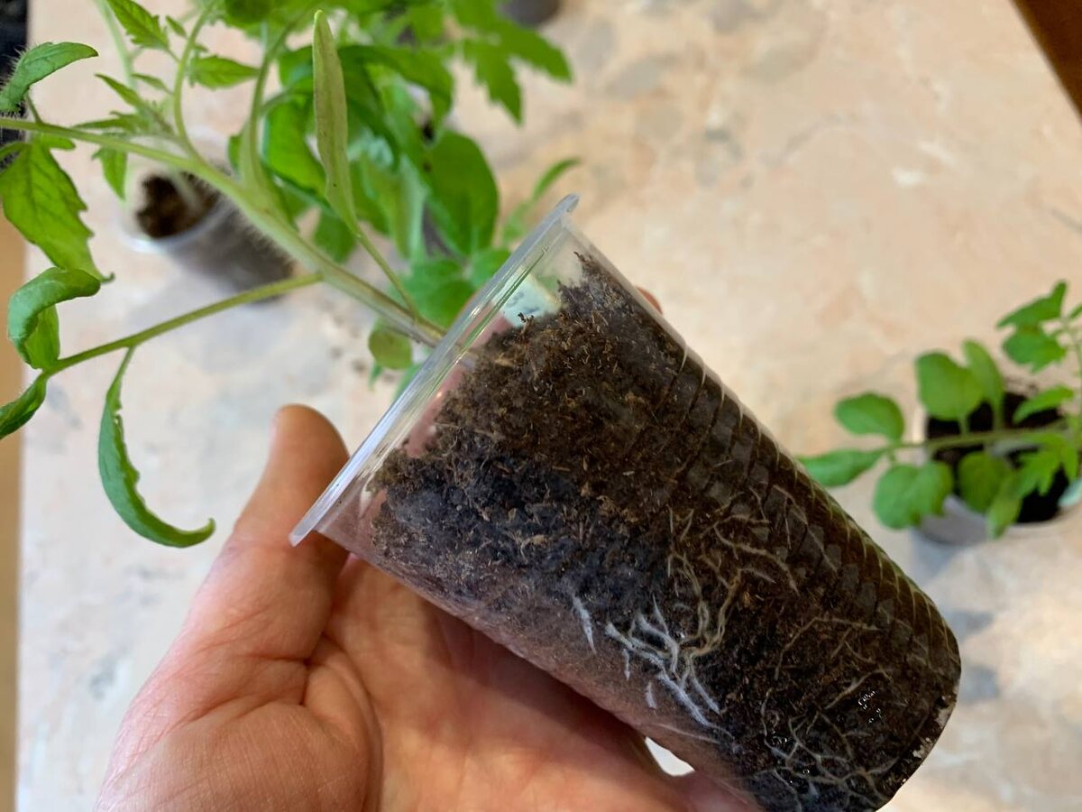 Рассада растет в 200 мл. Фото автора 