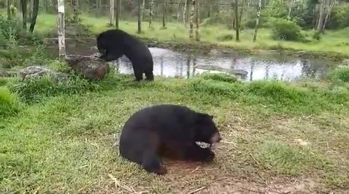 Но мишки готовились к гостям))