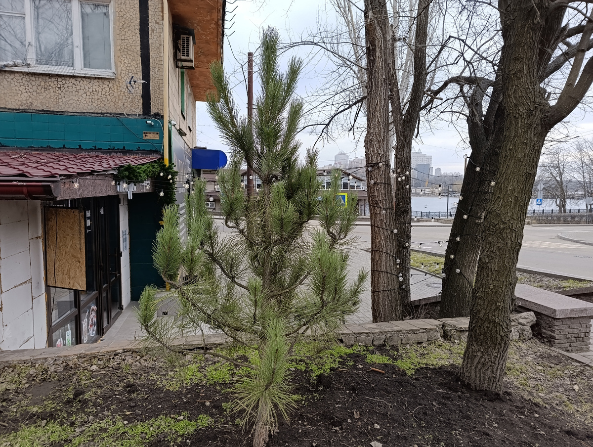 Ёлочка в палисаднике в конце проспекта Гурова.