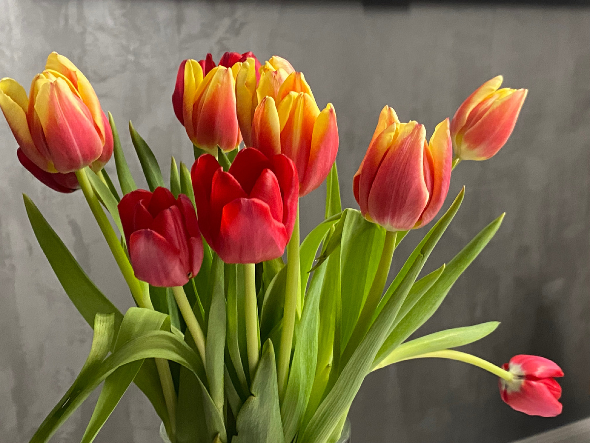 Всем весны в душе!  С праздником! Мира, счастья, здоровья, долголетия, ярких эмоций, сбычи мечт! Комплиментов, цветов, улыбок! 