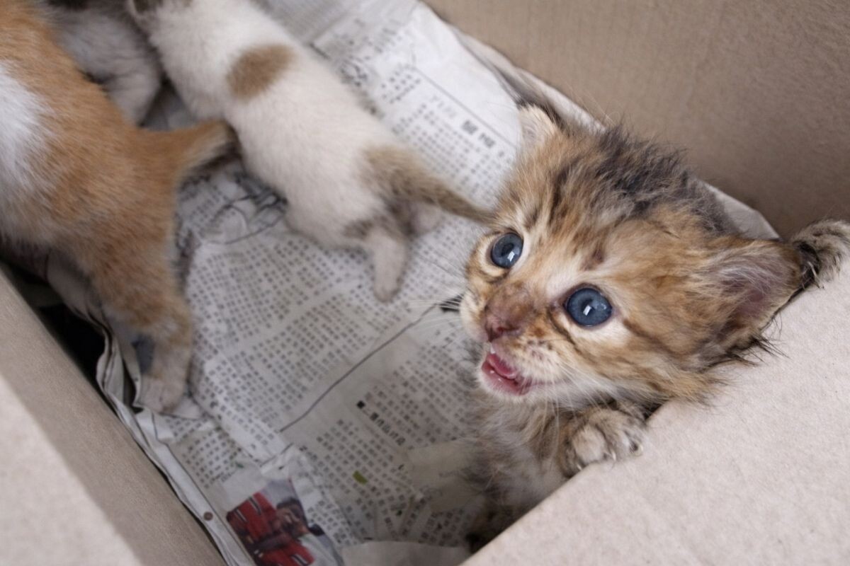 Котята в коробке