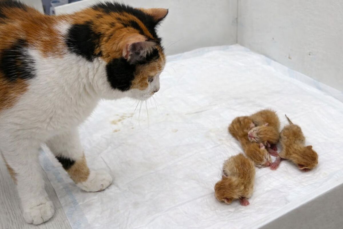 Как понять, что кошка отказалась от котят