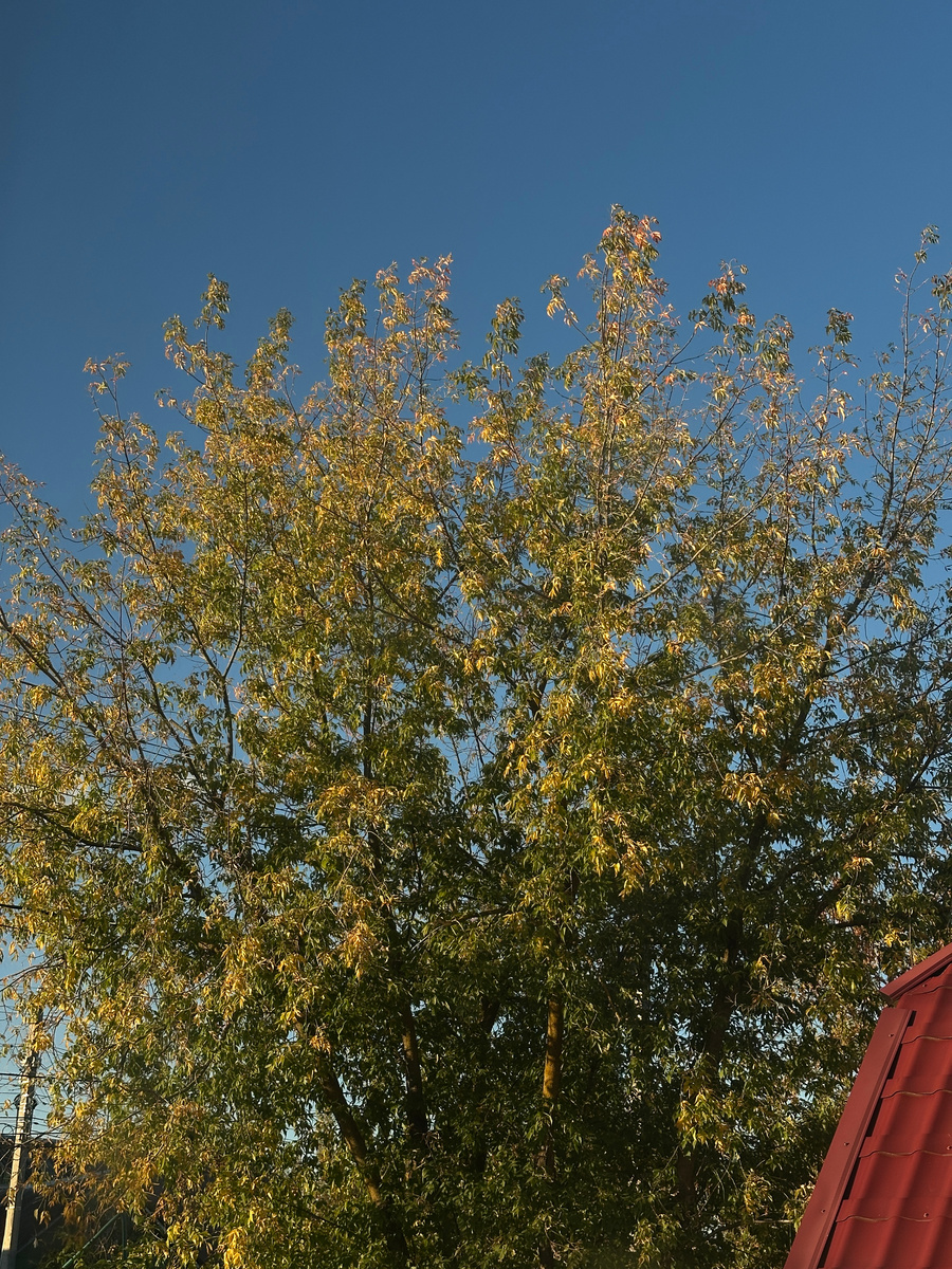 Вот он мой ненавистный-соседский, в начале прошлой осени.