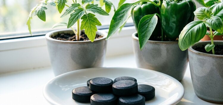    Фото: Медведева Анна, AgroXXI.ru