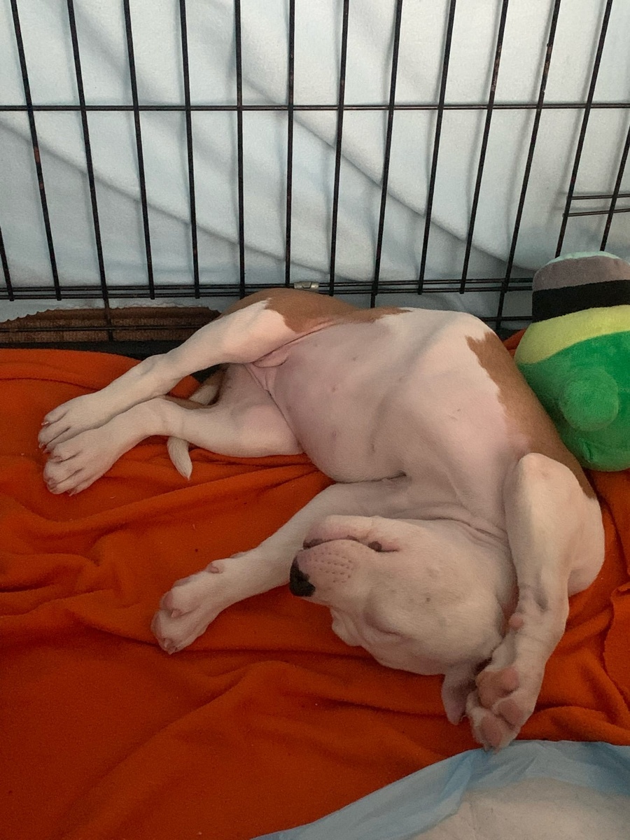 2 месяца Миле. 