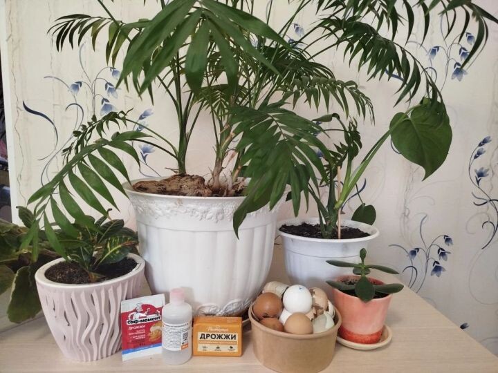 Что нужно сделать с цветами весной